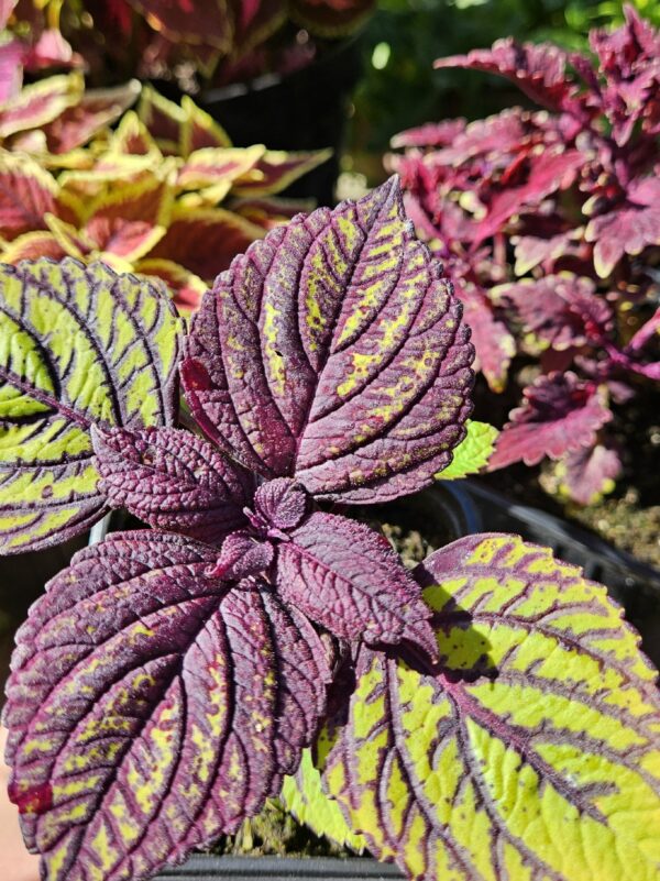 Изображение продукта