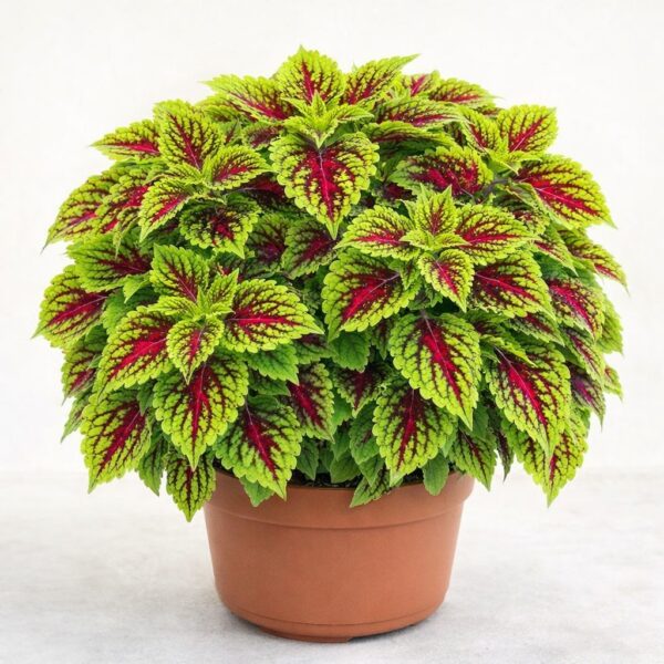 Колеус Spacecake  4К//2026