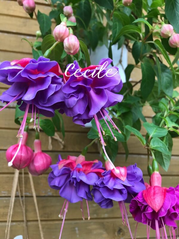 Фуксия Cecile (Whitefield Joe, США, 1981 г.) Ф10//2026