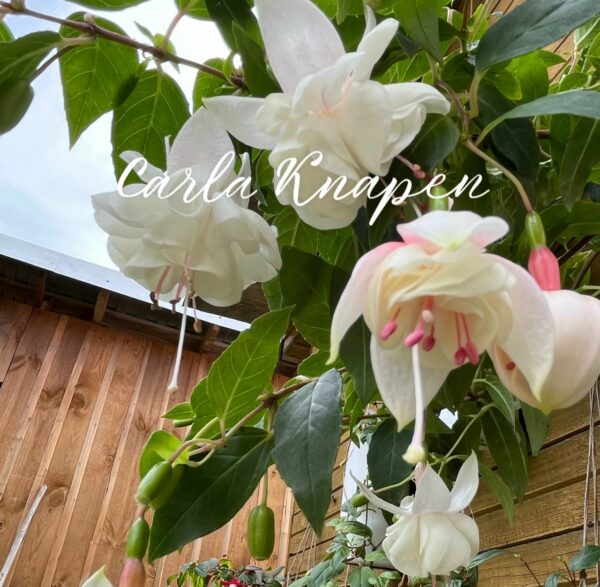 Фуксия Carla Knapen (Roes Carel, NL, 2005) Ф16//2026