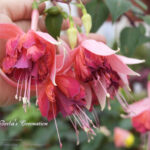 Следующее изображение товара