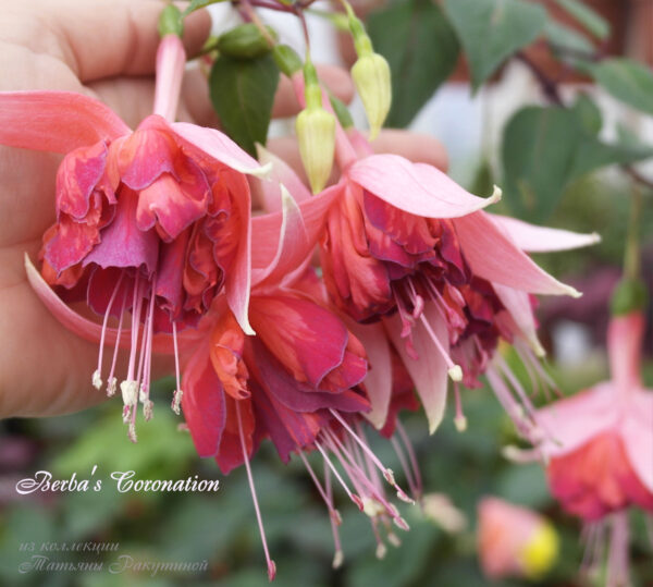 Фуксия Berba's Coronation Ф22//2026 (Копировать)