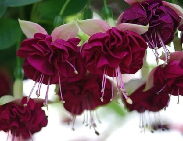 Фуксия Izabela Cieszynska (Michiels Marcel, 2010) Ф20//2026