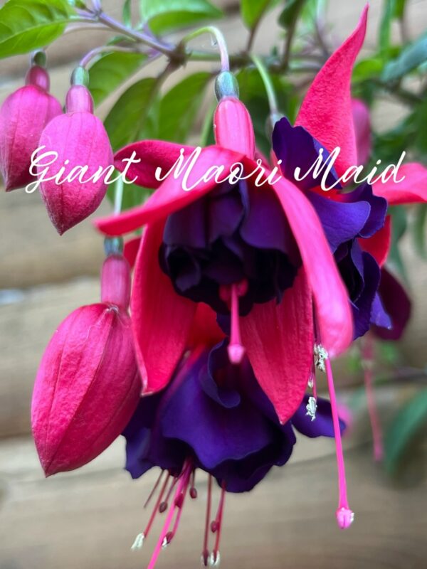 Фуксия Giant Maori Maid (Tiret, 1966, USA ) Ф07//2026