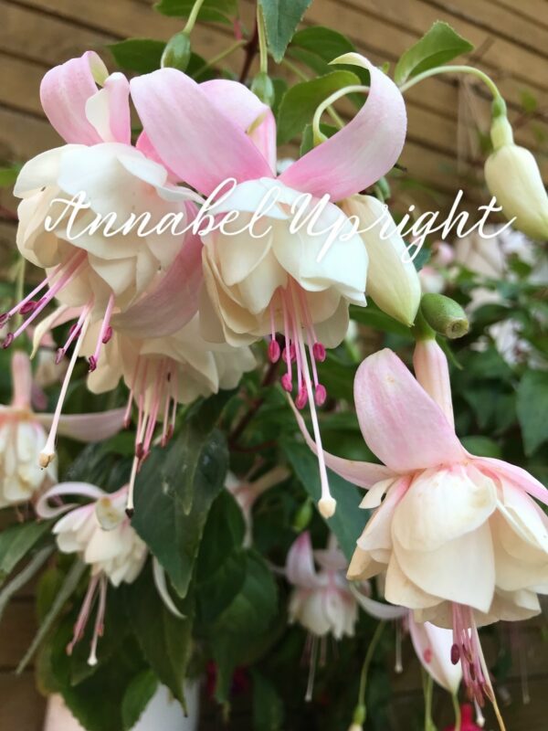 Фуксия Annabel Upright Ф15//2026