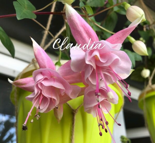 Фуксия Claudia Ф11//2026