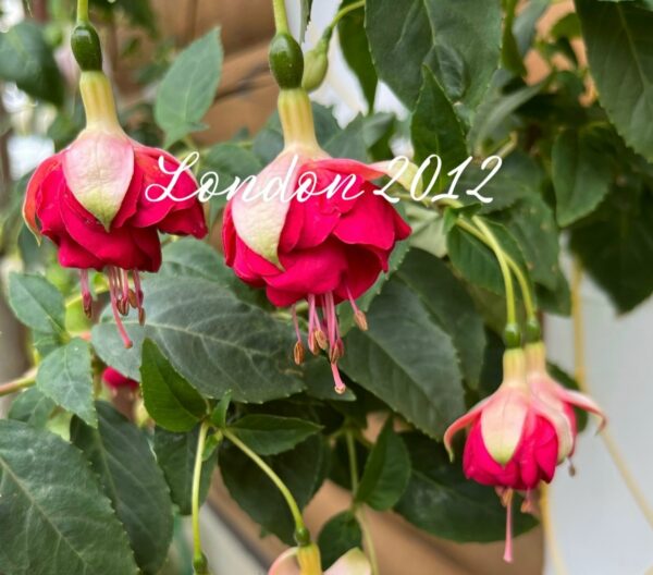 Фуксия London 2012 O. S. (Michiels Marcel, B, 2013) Ф06//2026