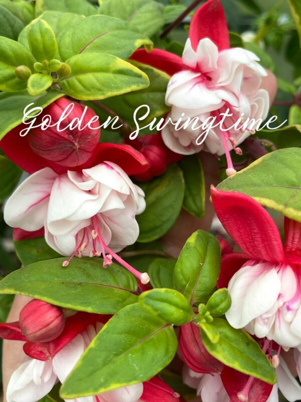 Фуксия Golden Swingtime (Baum, Rudolf & Klara, D, 1984) Ф14//2026