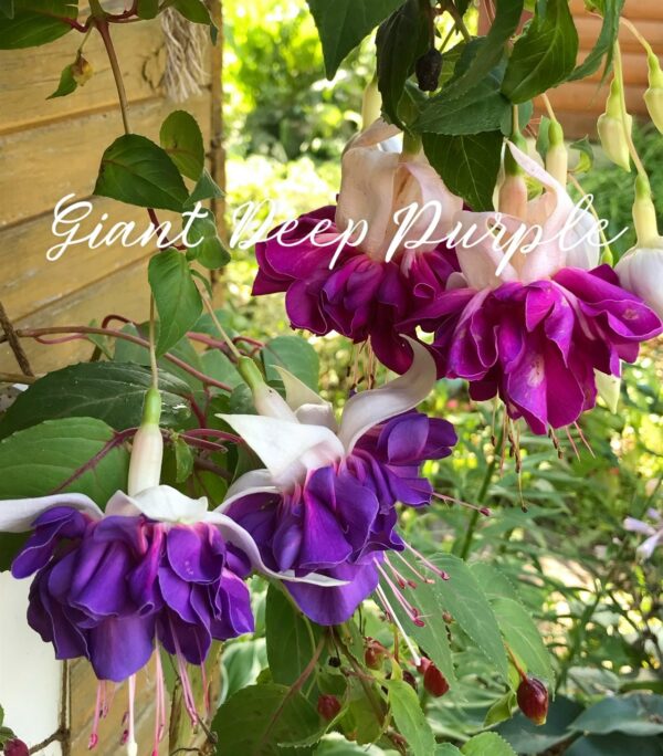 Фуксия Giant Deep Purple (Garrett Ted ,1989, USA) Ф08//2026