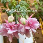 Следующее изображение товара