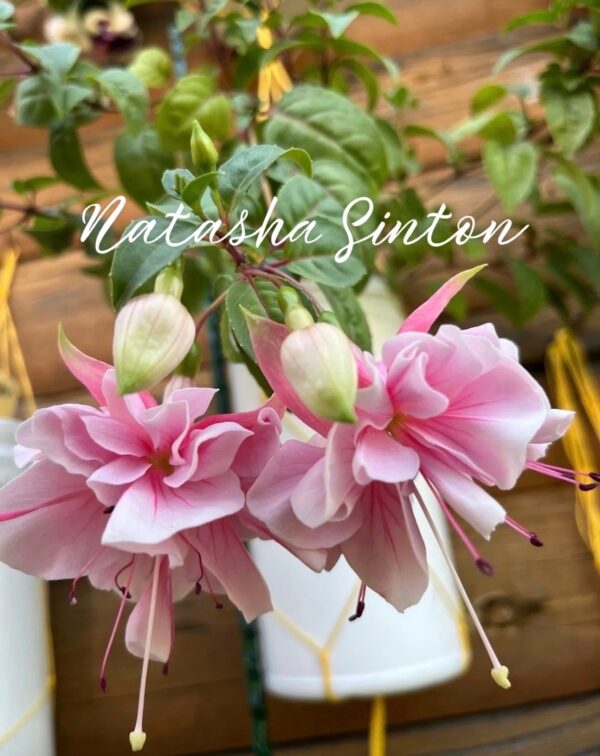 Фуксия Natasha Sinton (Sinton Roy, United Kingdom, 1990) Ф01//2026