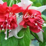 Следующее изображение товара