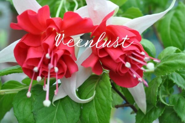 Фуксия Veenlust (Jansink C.F.TH., NL, 1994) Ф12//2026