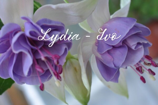 Изображение продукта