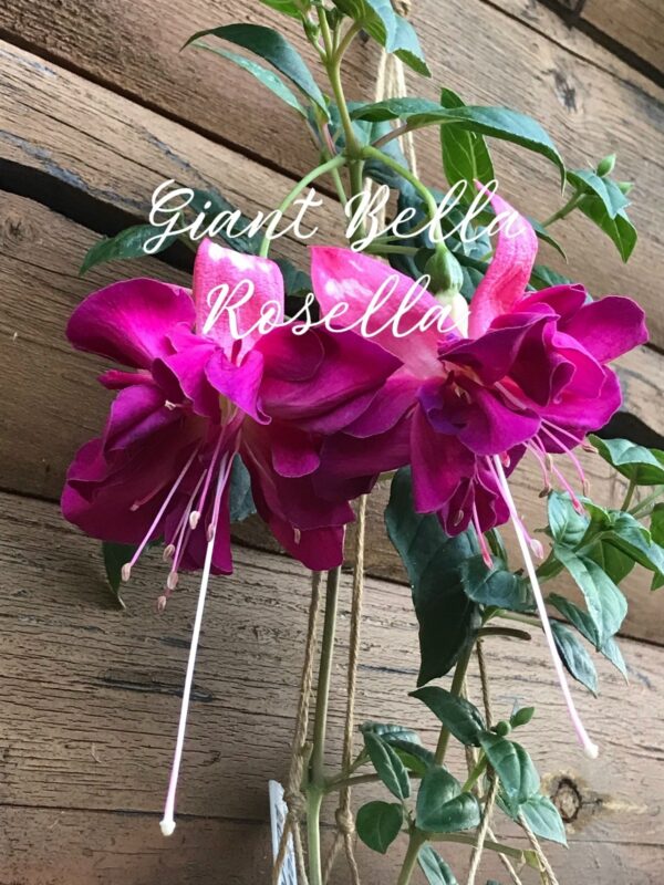 Фуксия Giant Bella Rosella (Garrett, 1989, USA) Ф02//2026