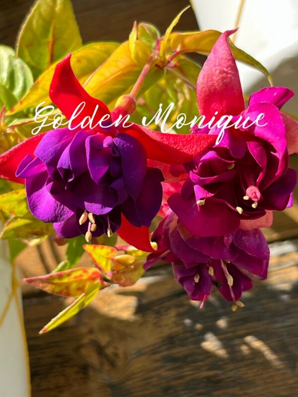 Фуксия Golden Monique - Золотая Моника ( Van Brunschhot, NL, 1990) Ф18//2026