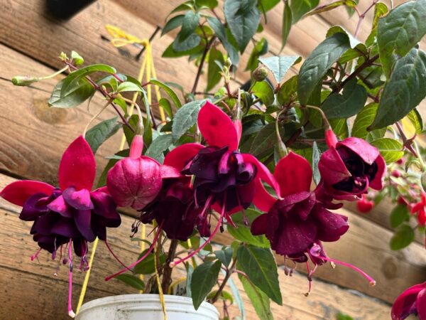 Изображение продукта