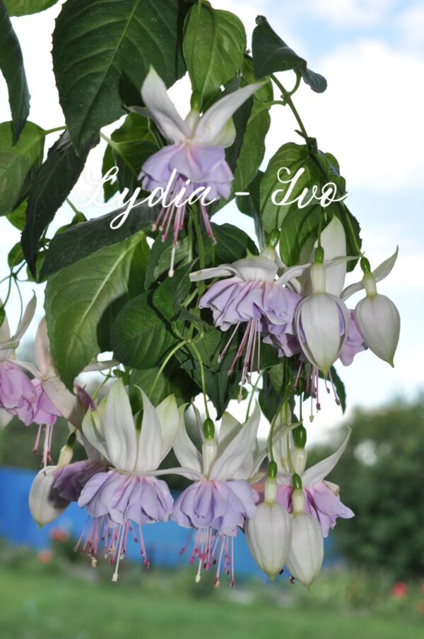 Изображение продукта