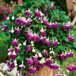 Следующее изображение товара