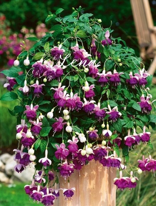 Фуксия Lena (Bunney, Великобритания, 1862 г.) Ф09//2026