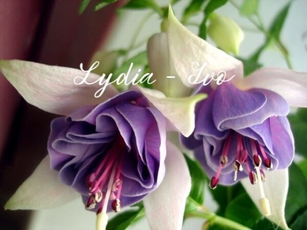 Фуксия Lydia - Ivo (Michiels, Marcel 2006) Ф03//2026